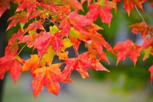 2020 ~ THE DAWNING OF A NEW DECADE